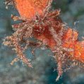 Decorator Crab